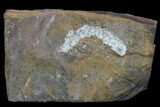 Paleocene Fossil Flower Stamen (Palaeocarpinus) - North Dakota #97939-1